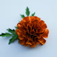 PREORDER - Viviana Flower (Mexican Marigold) – Wooden Die (MID-NOVEMBER)